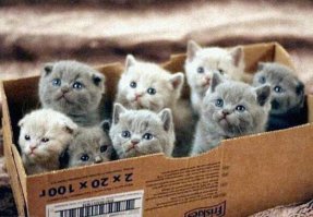 Кошки в коробках