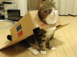 Кошки в коробках