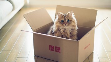 Кошки в коробках