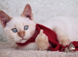 Котейки