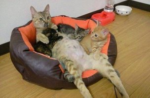 Котозаправочная станция