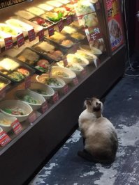 Котейки