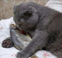 Котейки