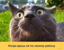 Котейки