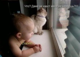 Котейки