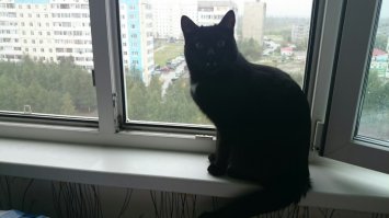 Котейки
