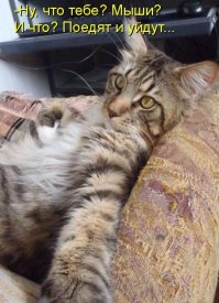Котейки