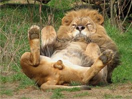 Котозаправочная станция