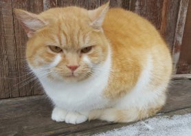 а вот мой котейка