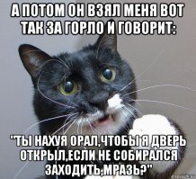 Котейки