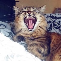 Еще милая киса)