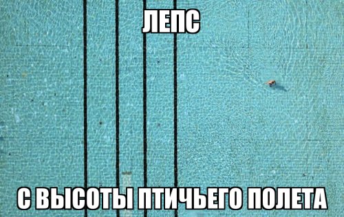Лес с высоты птичьего полета
