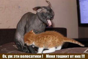 Котейки