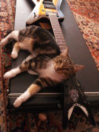 Котейки