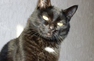 Котейки