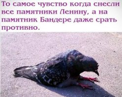 Новости желто-голубизма коротко