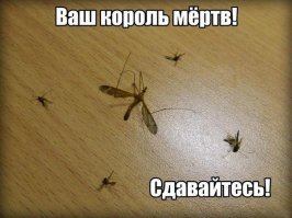 Прикольные картинки из сети