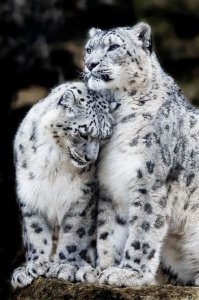 Большие котики