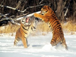 Большие котики