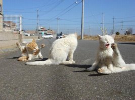 10 фотографий котов, сделанных в самый нужный момент