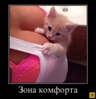 10 фотографий котов, сделанных в самый нужный момент
