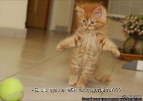 10 фотографий котов, сделанных в самый нужный момент