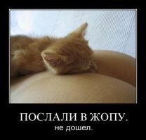 10 фотографий котов, сделанных в самый нужный момент