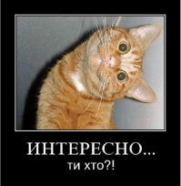 10 фотографий котов, сделанных в самый нужный момент
