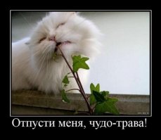 10 фотографий котов, сделанных в самый нужный момент