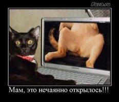 10 фотографий котов, сделанных в самый нужный момент