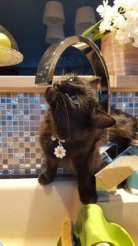 10 фотографий котов, сделанных в самый нужный момент