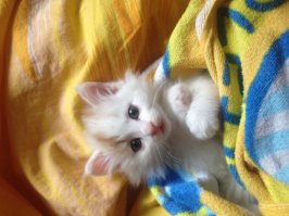 Никто неверит, но это очень злой котёнок!
