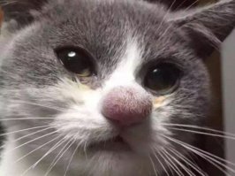 10 фотографий котов, сделанных в самый нужный момент