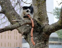 10 фотографий котов, сделанных в самый нужный момент