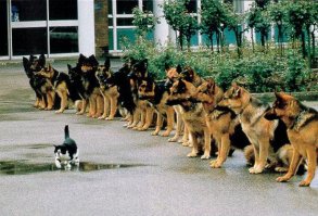 10 фотографий котов, сделанных в самый нужный момент