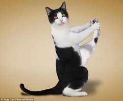10 фотографий котов, сделанных в самый нужный момент