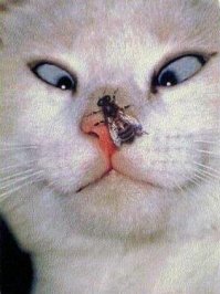 10 фотографий котов, сделанных в самый нужный момент
