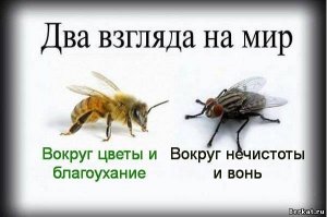 Я ни на что не намекаю , но мухи редко ошибаются