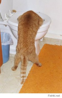 10 фотографий котов, сделанных в самый нужный момент