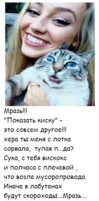 Коты, которые категорически не хотят фотографироваться и всем своим видом показывают это