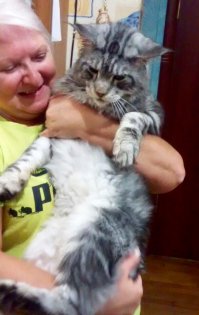 Котяра