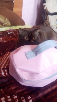 Выглядывающие коты