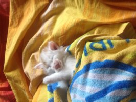 Прикольные коты