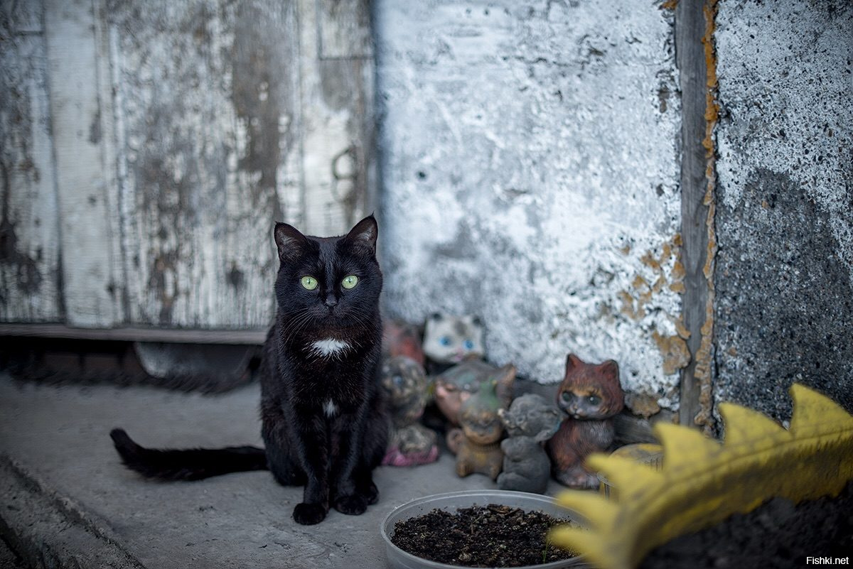 Прикольные коты