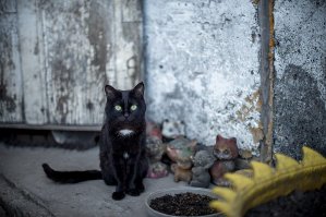 Прикольные коты