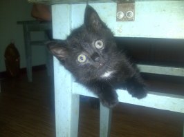 Прикольные коты