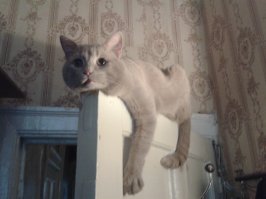 Прикольные коты