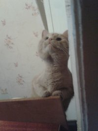 Прикольные коты