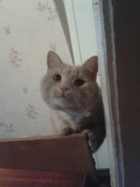 Прикольные коты