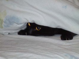 Прикольные коты